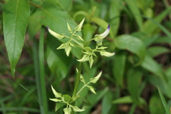 Exacum tetragonum