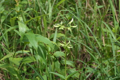 Exacum tetragonum