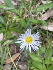 Brachyscome decipiens