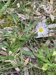 Brachyscome decipiens