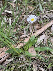 Brachyscome decipiens