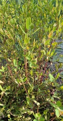 Apocynum venetum