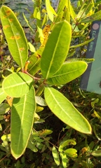 Apocynum venetum