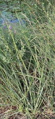 Carex hispida