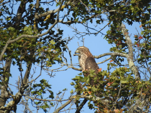 Jastreb (Astur gentilis)
