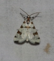 Conchylodes octonalis