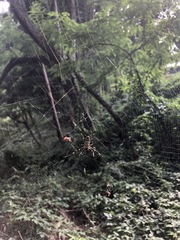 Trichonephila clavata