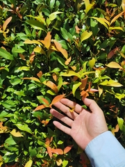 Syzygium myrtifolium