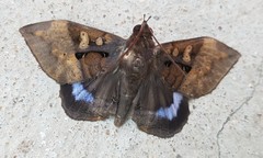 Ischyja manlia