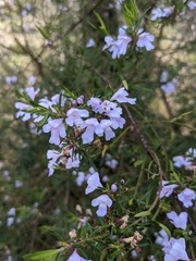 Prostanthera nivea