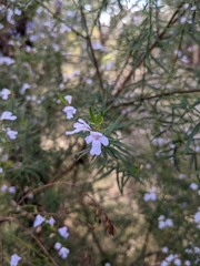 Prostanthera nivea