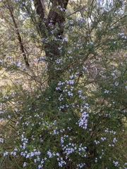 Prostanthera nivea
