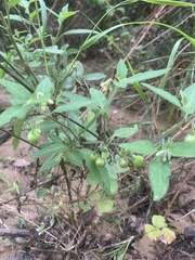 Solanum chenopodioides