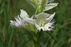 Pecteilis gigantea