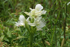 Pecteilis gigantea