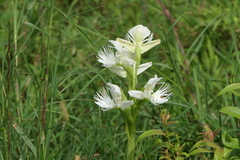 Pecteilis gigantea