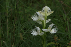 Pecteilis gigantea