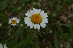 Metopoplax