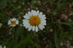 Metopoplax
