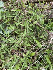 Urtica perconfusa
