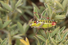 Poecilimon thoracicus