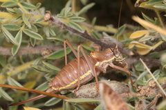 Ephippiger ephippiger