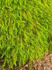 Anomodon longifolius