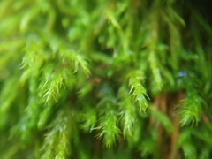 Anomodon longifolius