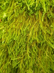 Anomodon longifolius