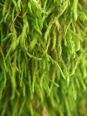 Anomodon longifolius