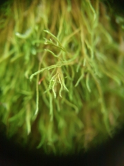 Anomodon longifolius