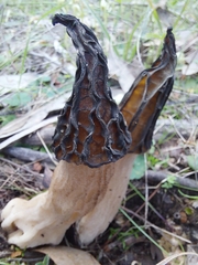 Morchella australiana