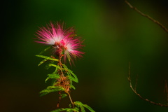 Calliandra riparia