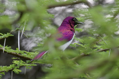 Cinnyricinclus leucogaster