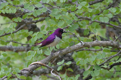 Cinnyricinclus leucogaster