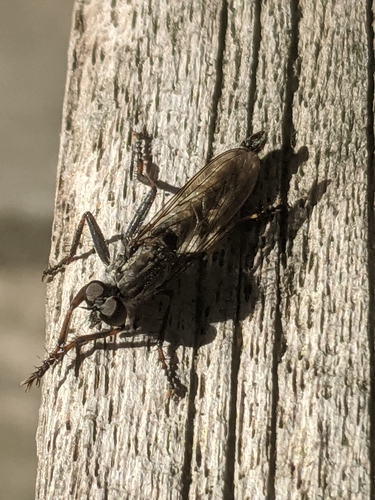 kite-tailed robberfly, 3701 BM Zeist, Netherlands, photo 10 of 10