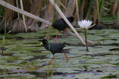 Zapornia flavirostra