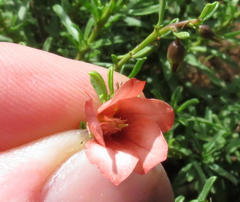 Hermannia grandiflora