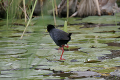 Zapornia flavirostra