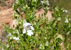 Prostanthera striatiflora