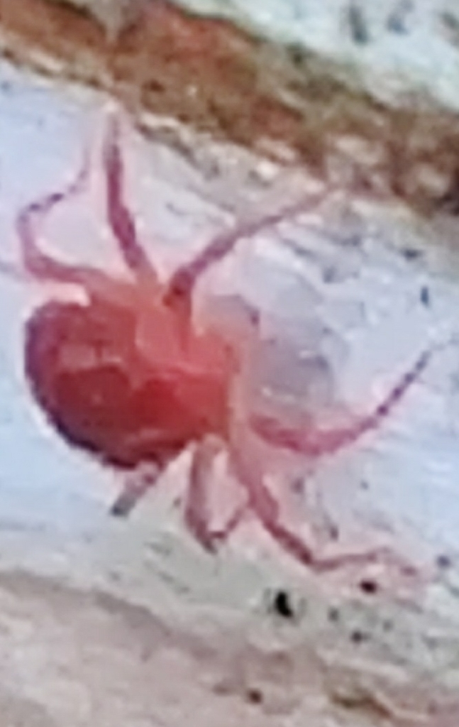 Eotetranychus uncatus