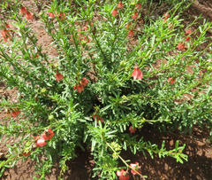 Hermannia grandiflora