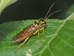 Pamphilius vafer