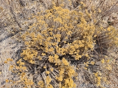 Helichrysum kraussii