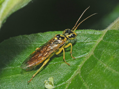 Pamphilius vafer
