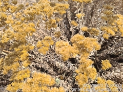 Helichrysum kraussii