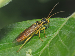Pamphilius vafer