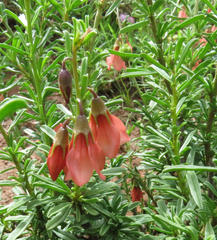Hermannia grandiflora