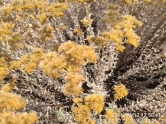 Helichrysum kraussii
