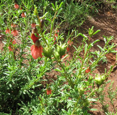 Hermannia grandiflora